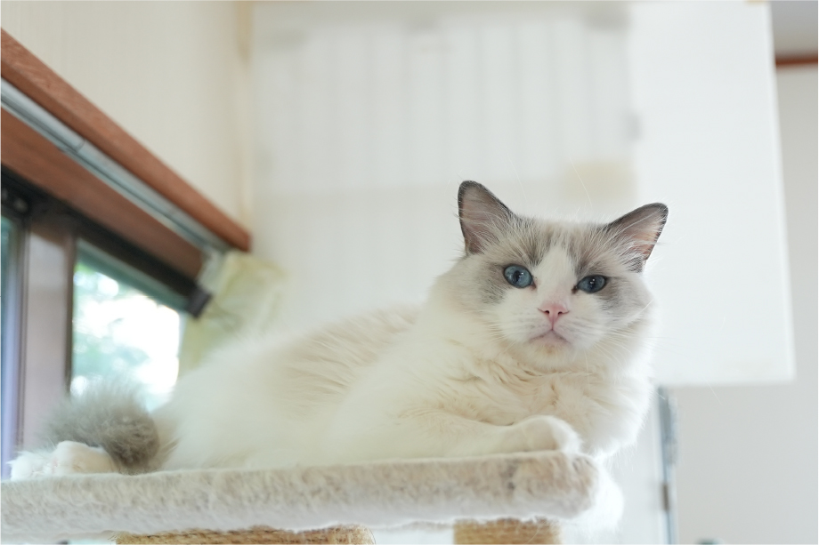 平瀬さん宅を自由に歩き回る猫ちゃんたち