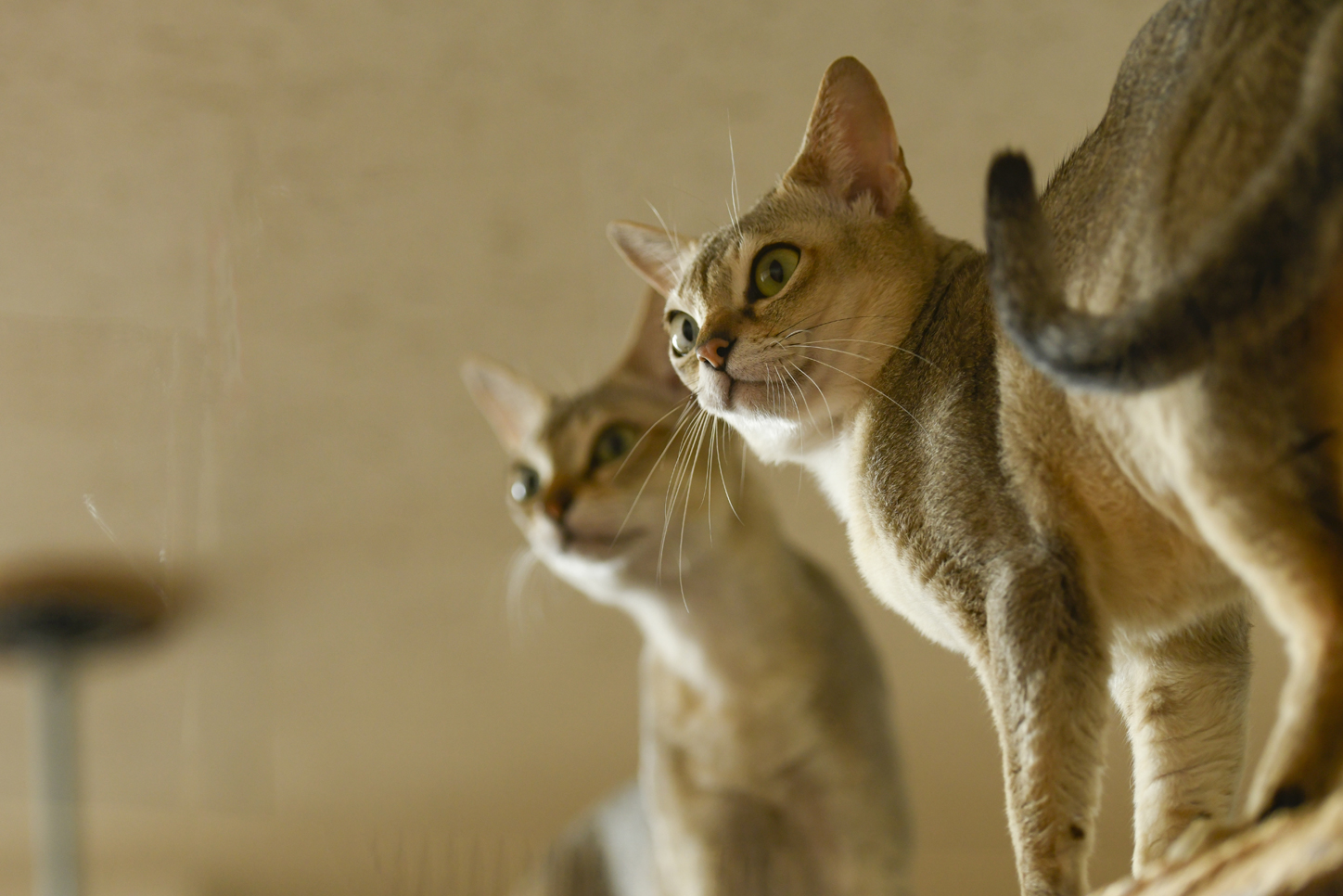 高瀬さんの事務所にいるシンガプーラの猫ちゃんたち