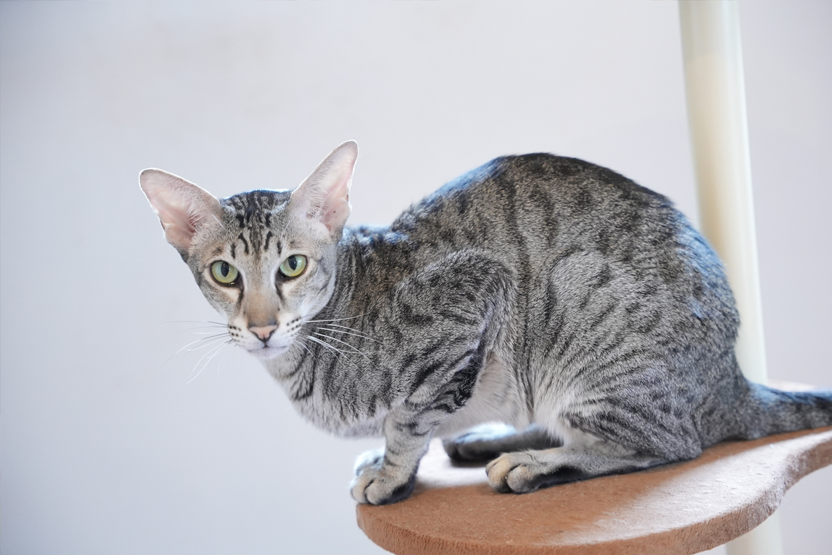 河野さんがお世話する猫ちゃん