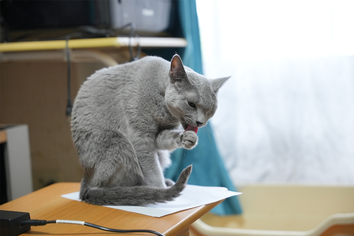 ブラッシングしていなくてもこの毛並み！