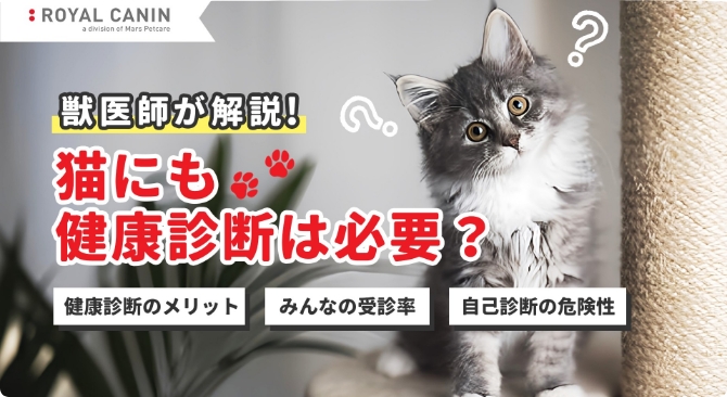 獣医師が解説！猫にも健康診断は必要？