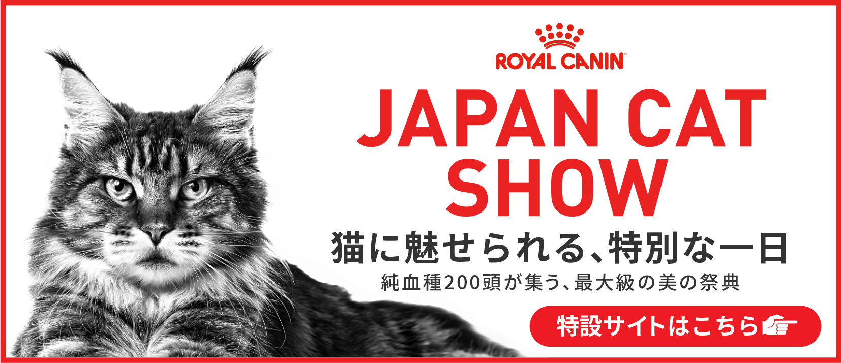 japan cat show 2024 特設サイトへ